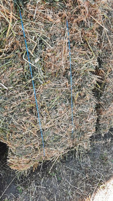 ‼️Baloti de  lucerna 2025‼️