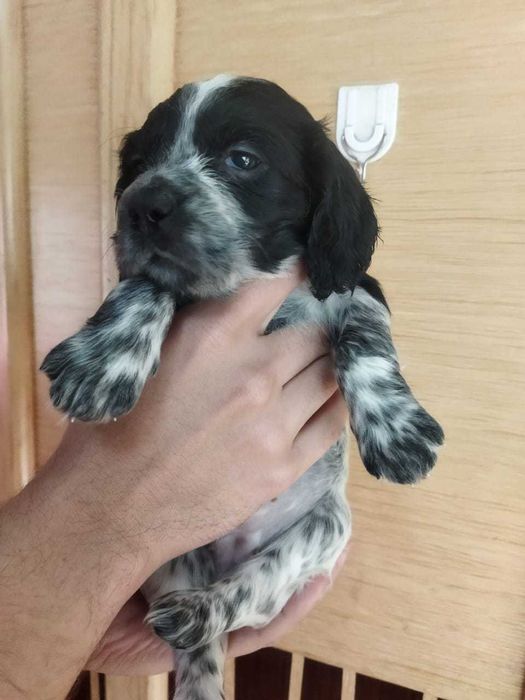 Спаниели сладкие  малыши