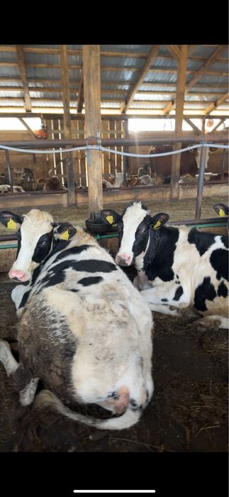 Vand junici holstain gestante