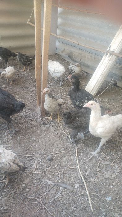 Продам цыплят срочно срочно срочно