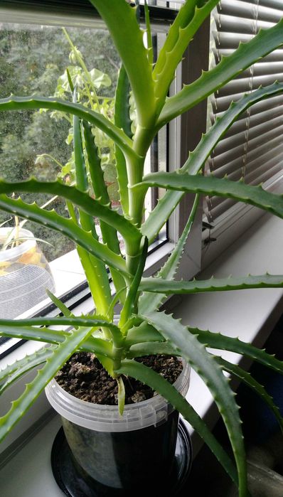 Продавам цветя Алое лечебно