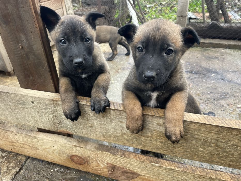 Белгийска овчарка Малиноа