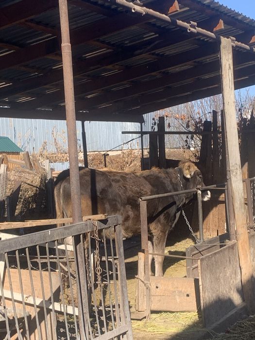 Продам тёлку не дорого