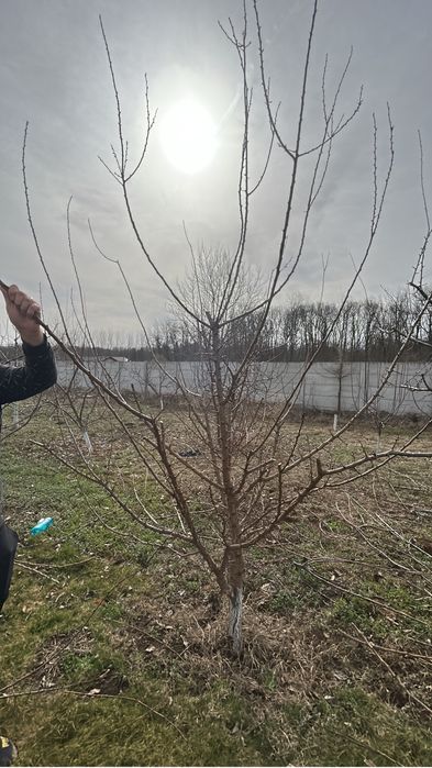 Servicii tăieri pomi, viță de vie, arbuști și arbori ornamentali