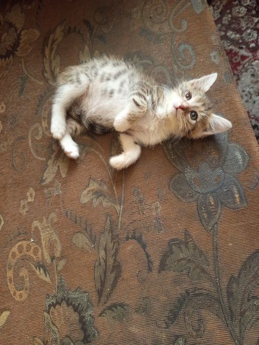 Отдам котят в хорошие руки