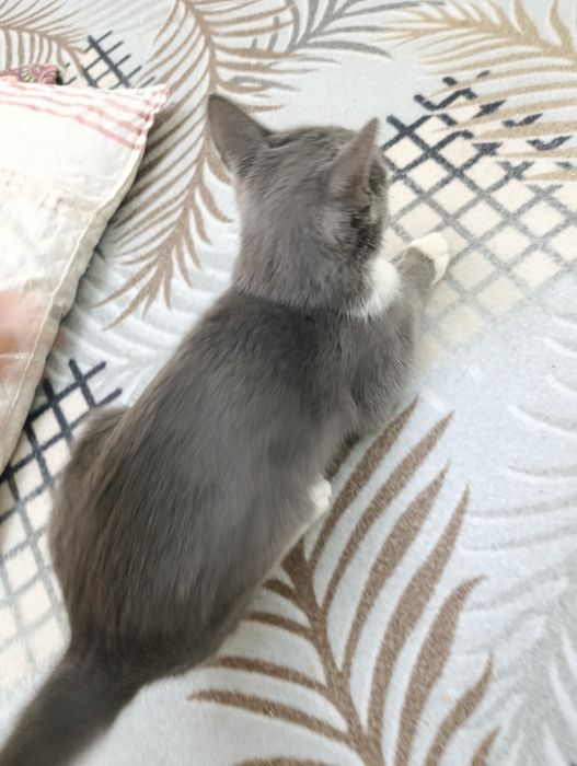skotish stray mushuk