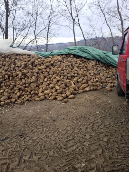 Sfeclă de zahăr pentru oi,vaci‼