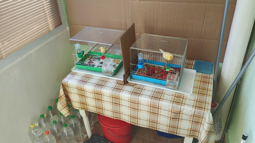 Орфей-мъжко и женско.Млади,тазгодишни.