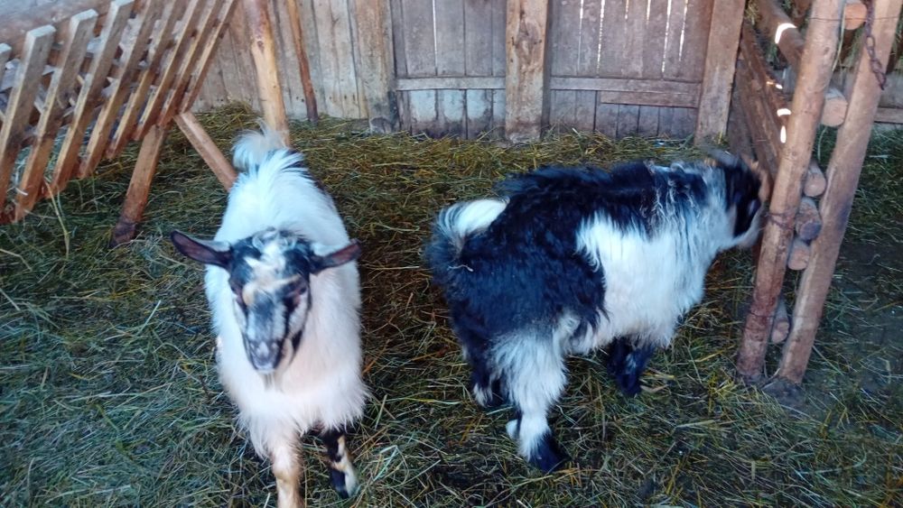 Vând 2 ieduti tineri