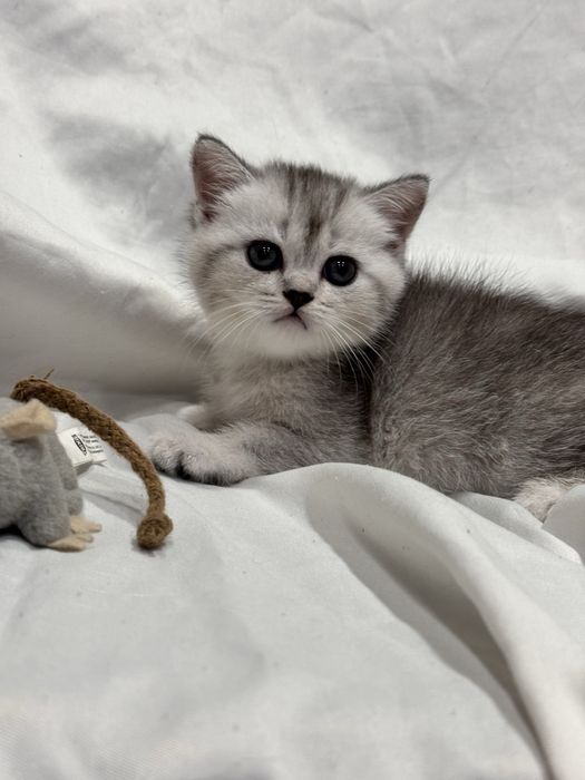 Продается котенок шотладской породы
