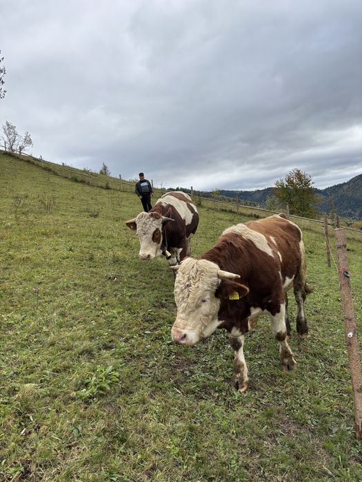 Vând tauri balțată românească