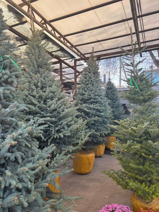 Елки Ель голубая купить в Алмате от питомника напрямую