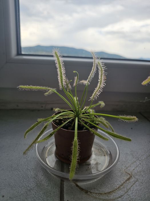 Planta carnivora Drosera albino giant