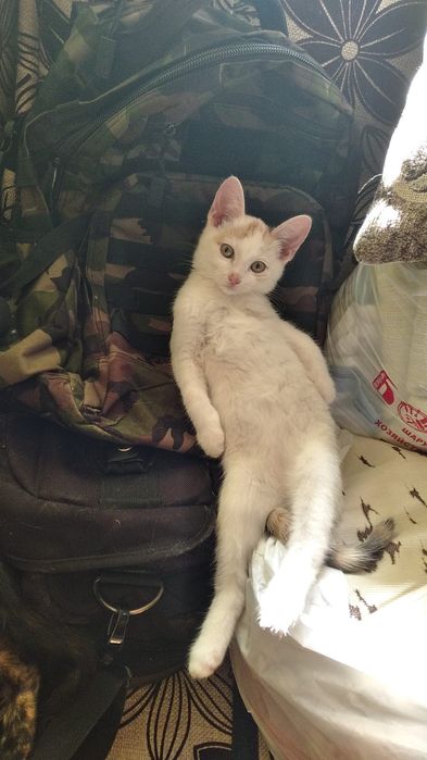 Котята кошечки два месяца
