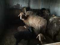 Продам баран едыльбаиские 5 овец и 3 ягненка 320 тысяч