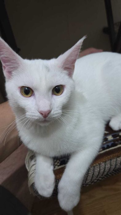 Отдам котенка в хорошие руки