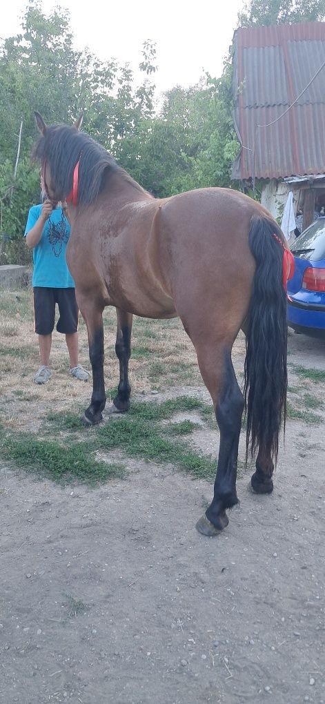 Vând mînză de 2 ani roșie preț 65