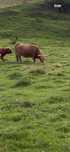 vaca  highland scotian
