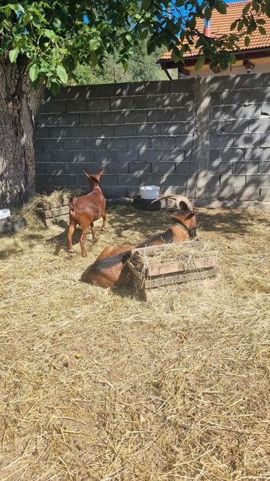 Capre Murciano Granadina