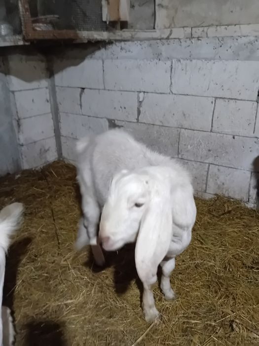 Vând țap 10 luni