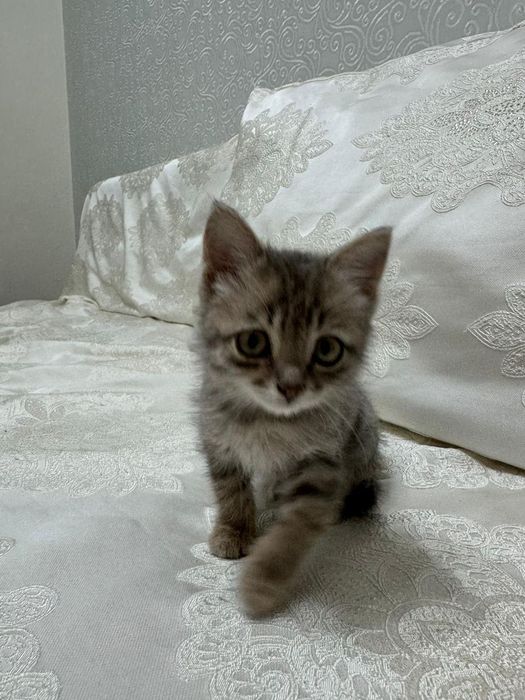 Котенок домашний мальчик 1 месяц