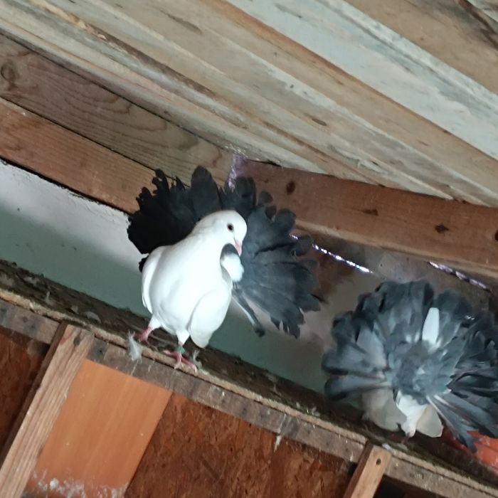 Vând voltați albi și albi cu coada neagră