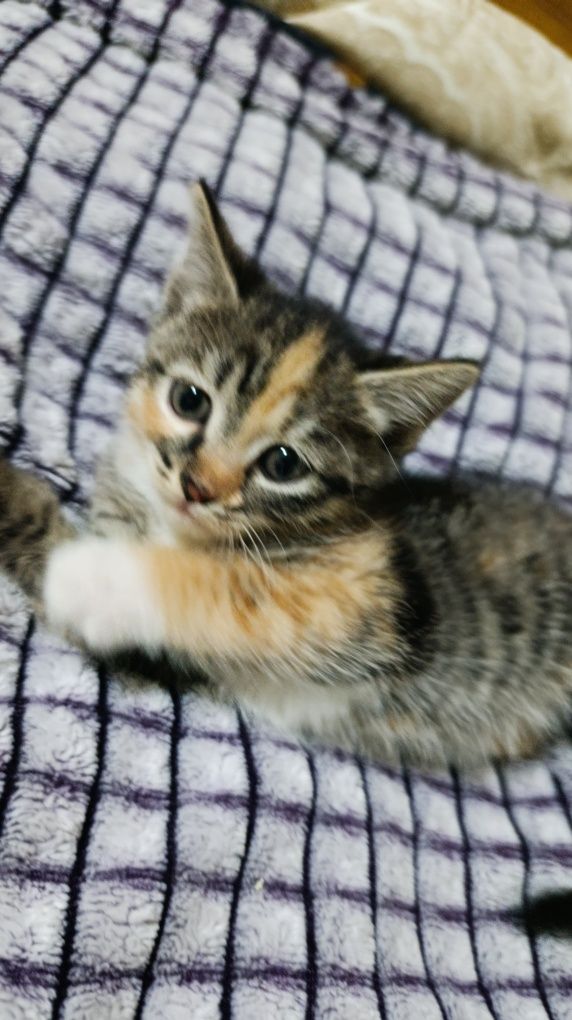 котята ищут дом ласковые
