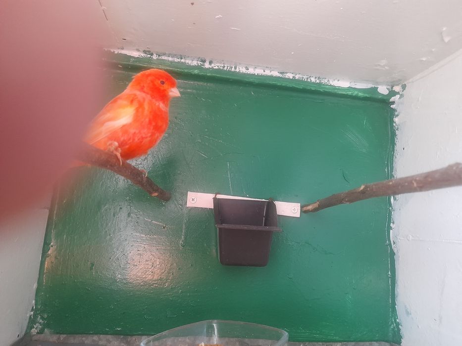 Canari de dat frumosi si galagiosi