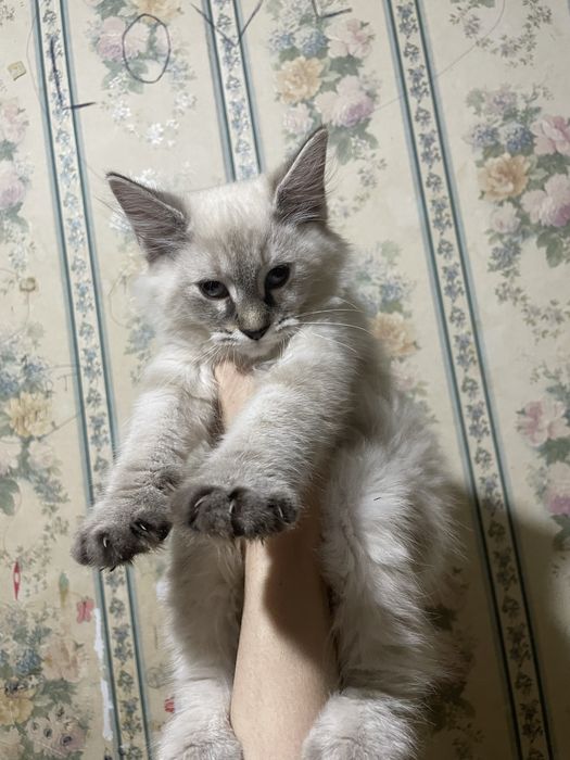 Продается котенок