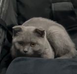 Продается кошка британская порода!
