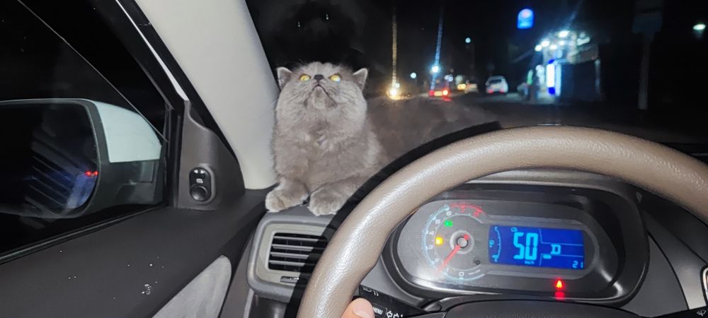 Zotli erkak mushuk sotiladi