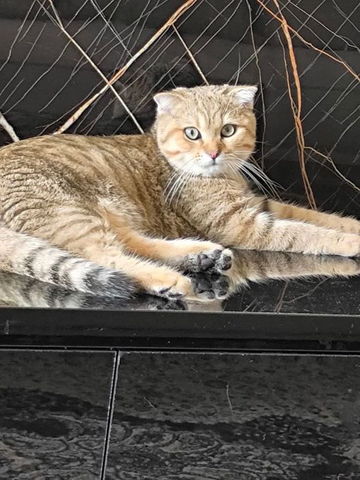 Кот скотиш-фолд  1,5 года