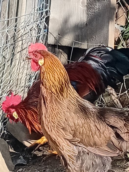 Pui de rasă italiană