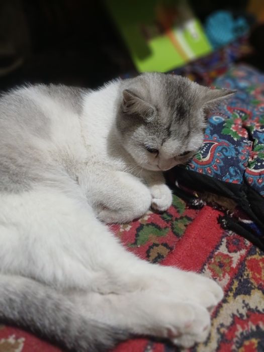 Mushu oq qora zotini blmiman