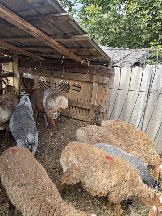 Продам домашних баран