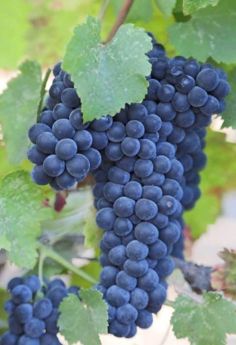 Struguri de vin cocora