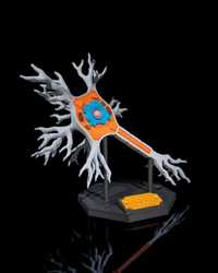Machetă anatomică Celula Neurala BY ARTIFACT3D