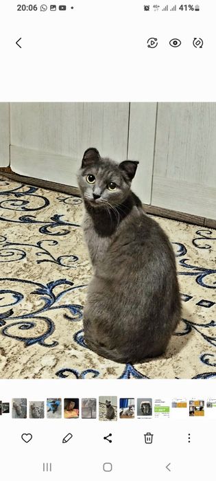 Отдам  добрым, ответственным хозяевам, кошечку нежную, чудесную, милую