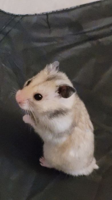 Продам хомячка в ответственные и добрые руки ,ост. информ.в описание