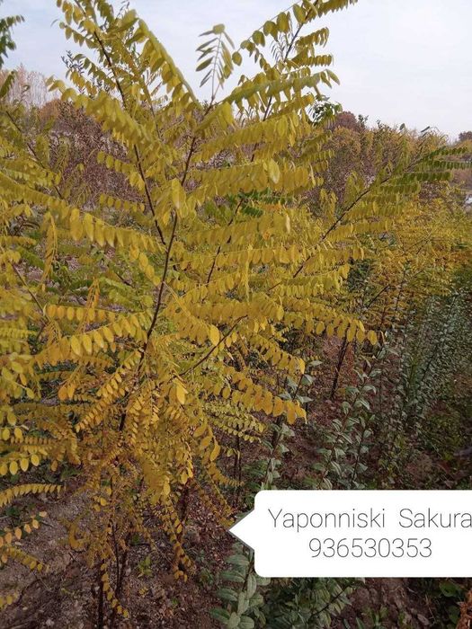 Manzarali gul daraxtlar gujum yuxa