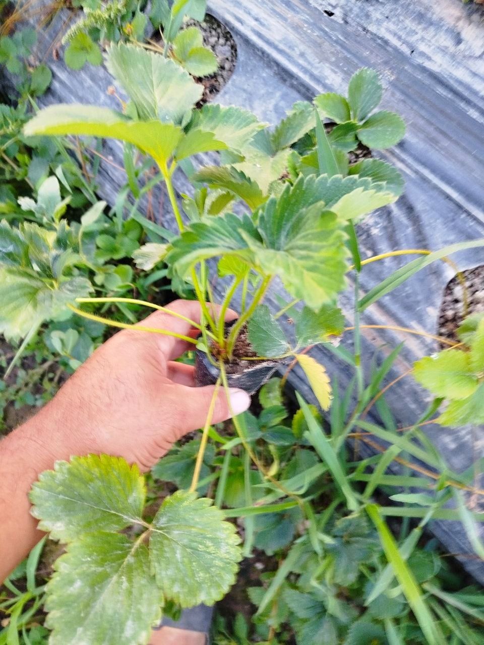 Qulupnay ko'chat