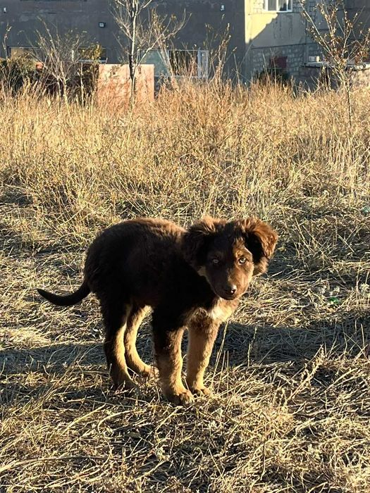 Щенок в добрые руки. Мальчик, около 3 месяцев.