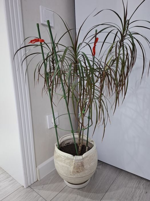 Комнатные цветы разные