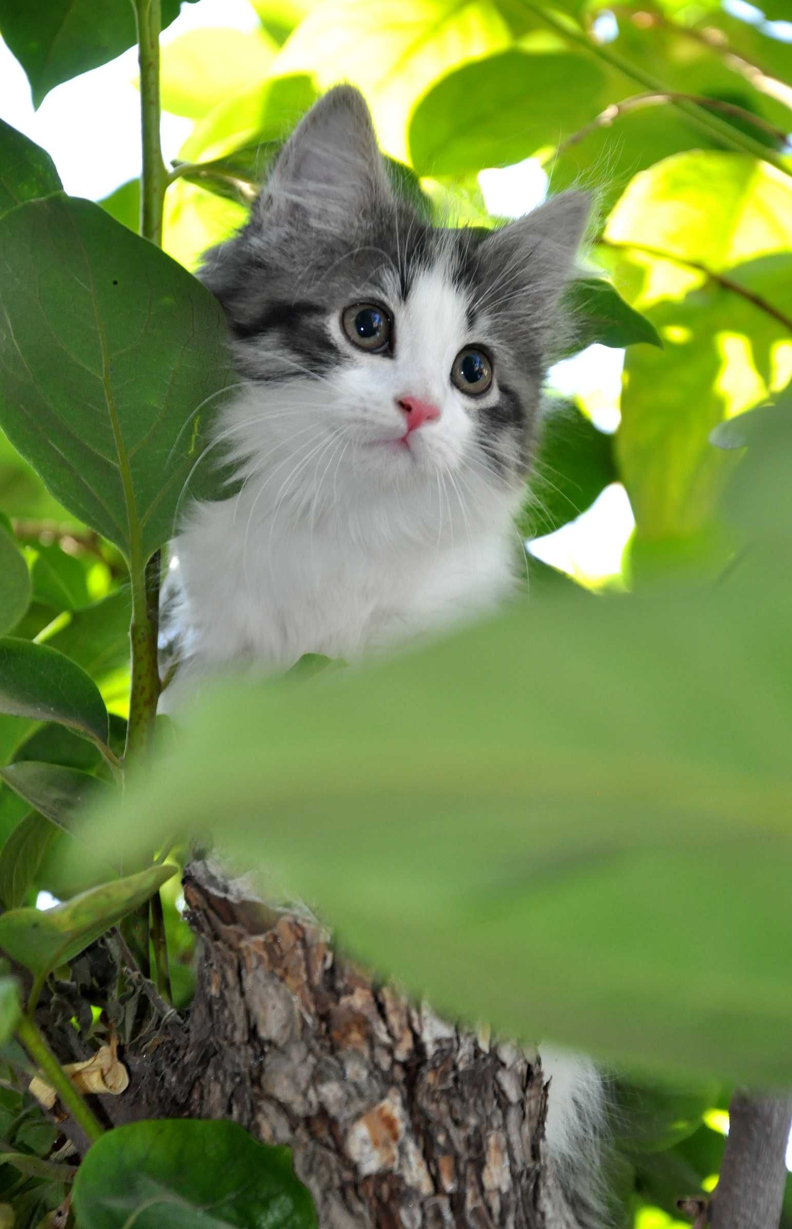 Породистые котята НЕДОРОГО