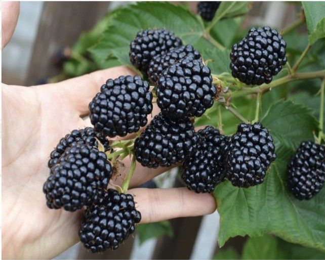 Arbusti fructiferi  Mur de cultura fără spini  ( 7 soiuri)