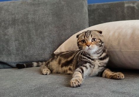 Срочно до конца  месяца Чистокровные скоттиш фолд котята