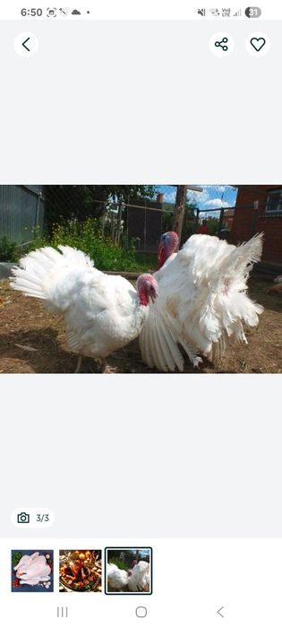 Broller damashniy kurka