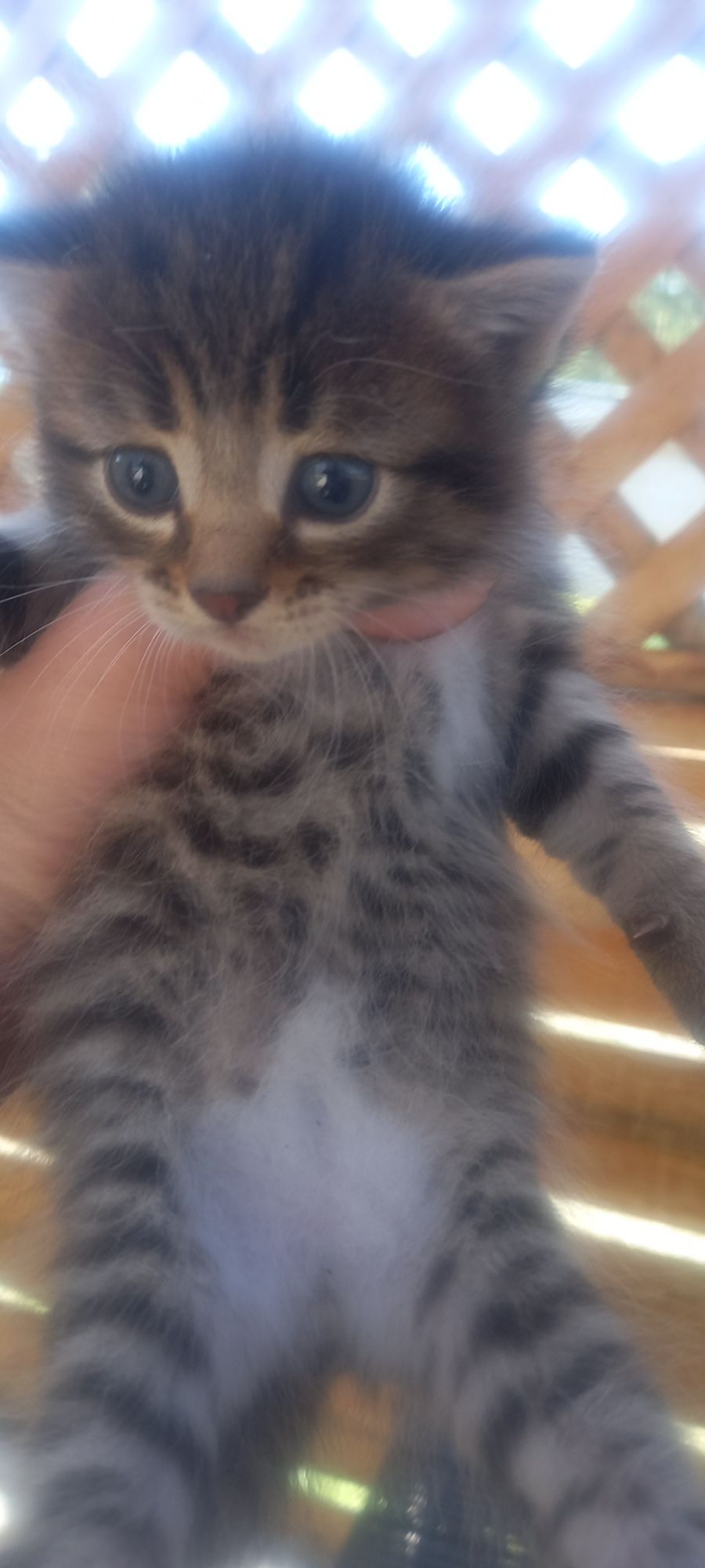 Отдам котят в добрые руки