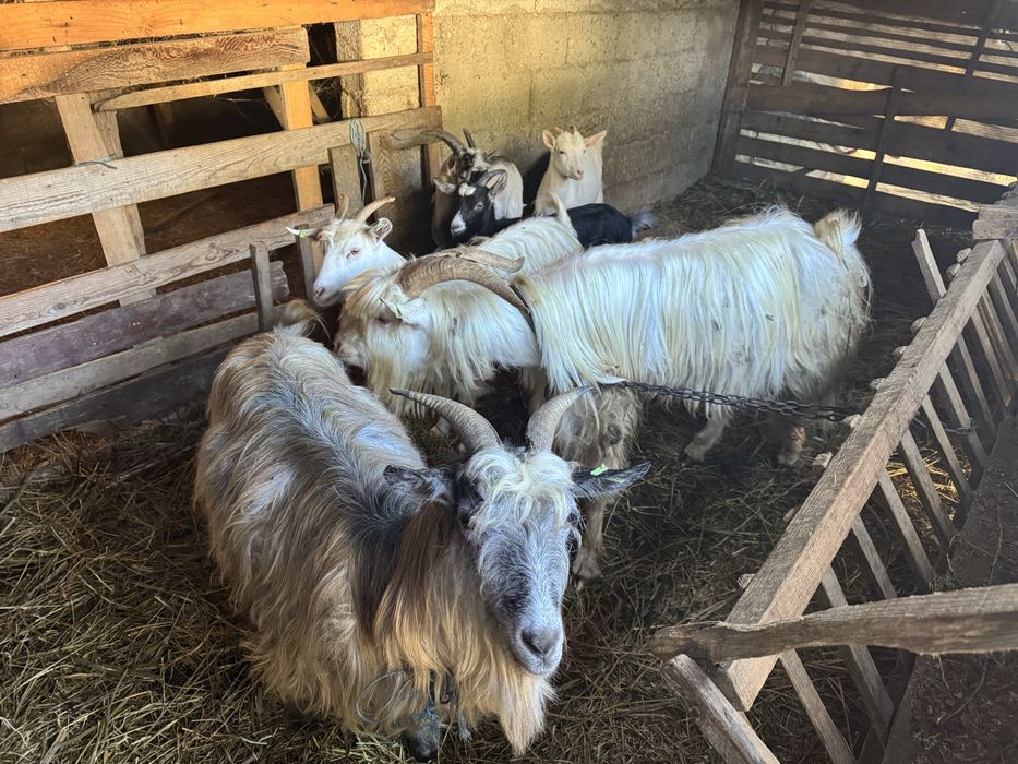 De vanzare oi si capre!