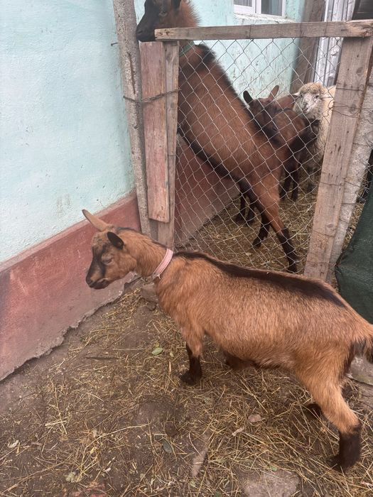 Vand ieduta alpina franceza